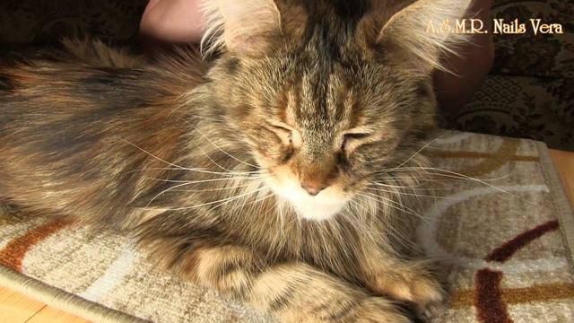 ASMR TRIGGERS ALPHABETICALLY ENGLISH AND FUNNY CAT & NAIL TAPPING смотреть онлайн