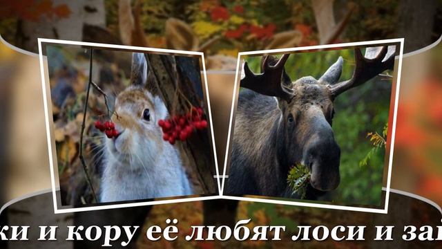 ИМЕНИНЫ РЯБИНЫ смотреть онлайн