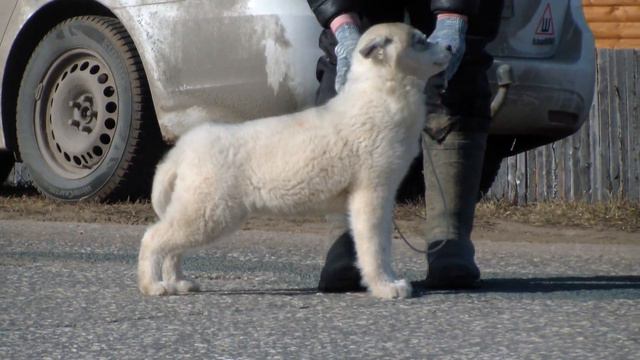 Девочка хаски , Rave Review Made Heaven , продаётся . Available for sale husky. смотреть онлайн