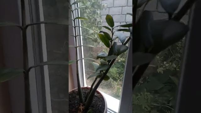 Цветение долларового дерева Замиакулькас. смотреть онлайн