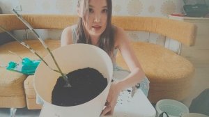 Пробуем вырастить розы из Светофора ???