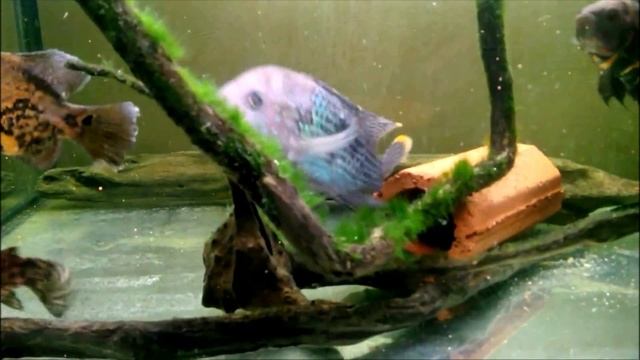 МИР АКВАРИУМА*АСТРОНОТУСЫ*АКАРА*ТАРАКАТУМ смотреть онлайн