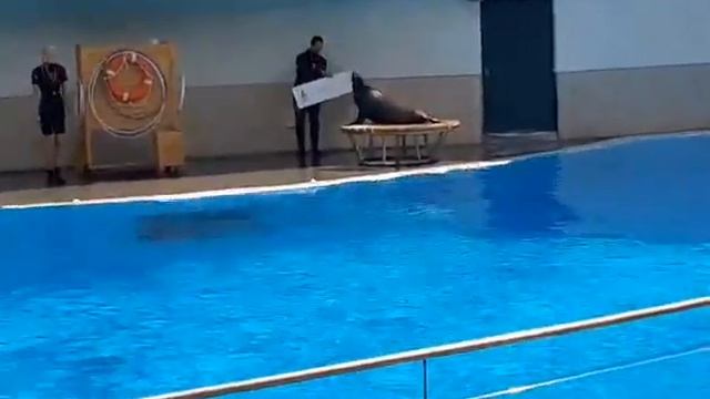 морской котик научиться говорить? смотреть онлайн