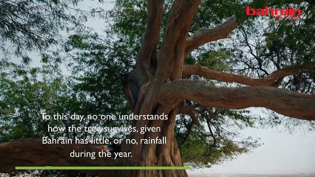 Tree Of Life - Discover Bahrain & Things To See Bahrain