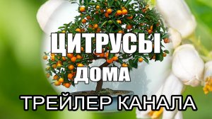 Трейлер канала .mp4