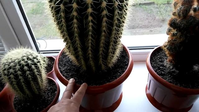 КАКТУСЫ ( ПРОСТОЙ УХОД БЕЗ МИФОВ 2018 г. ) часть 3 ( И ВАЗОНЫ) смотреть онлайн