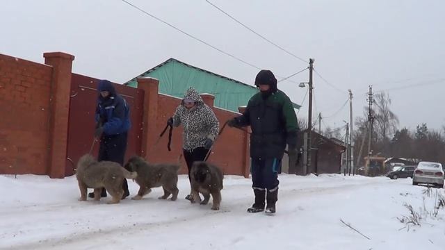 Щенки кавказская овчарка, питомник "Русский Риск" www.r-risk.ru +79262205603 Татьяна Ягодкина смотреть онлайн