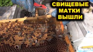 Свищевые матки вышли правильно.