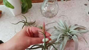 Атмосферные тилландсии. Особенности ухода осень- зима.