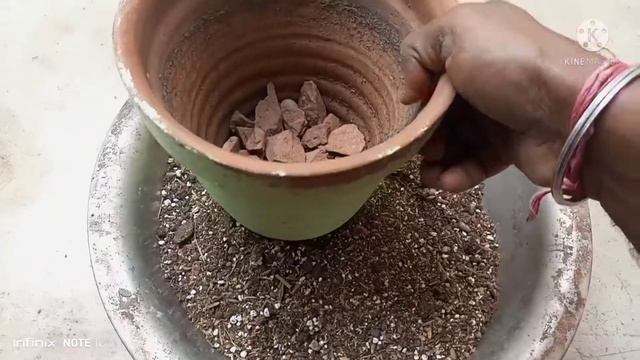 Adenium Plant Repotting / অ্যাডেনিয়াম গাছের প্রতিস্থাপন