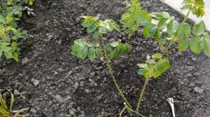 Усыхание края листа на розах,скрученные листья, пятнистость и другие проблемы весны 2020.