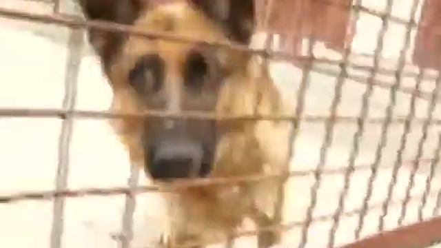 Йоркширский терьер: уход, содержание и питание смотреть онлайн