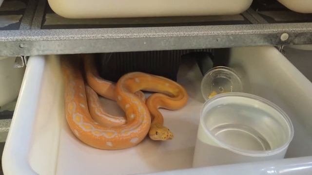 Lavender Albino Goldenchild Retic смотреть онлайн