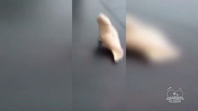 Смешные и талантливые попугаи смотреть онлайн