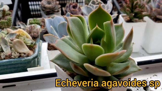 Суккуленты. Виды. Было-стало. Часть 7. смотреть онлайн