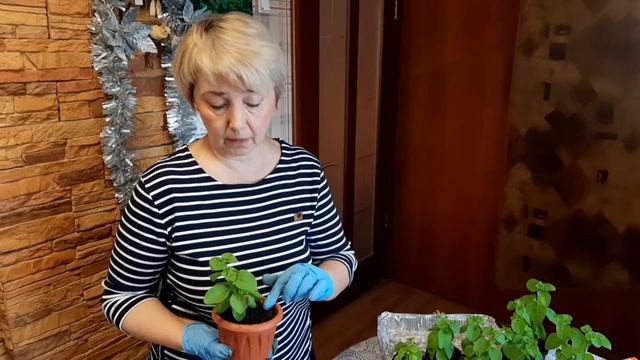 ПЕТУНИЯ И ХРИЗАНТЕМА - зимуют и готовятся к черенкованию смотреть онлайн