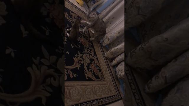 Британский кот и Китайская кошка смотреть онлайн