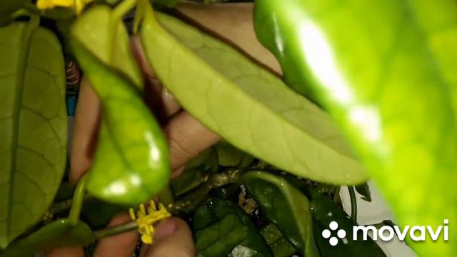 КОМНАТНЫЕ РАСТЕНИЯ(ЦВЕТЫ).НОВИНОЧКА И ЦВЕТОЧНЫЕ ДЕЛА. смотреть онлайн