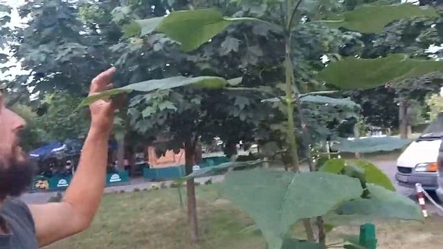 Разные катальпы в цвету смотреть онлайн