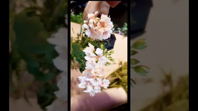 러쉬무어 플래티넘 애니버서리 ~제라늄 смотреть онлайн