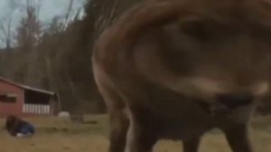 99% людей забыли эти мемные песни