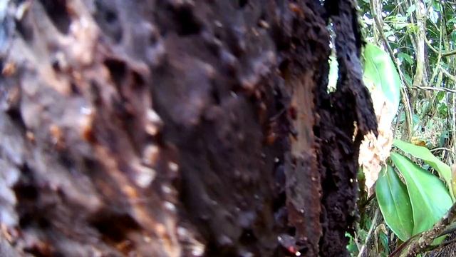 FHD0428 муравьи и термиты смотреть онлайн