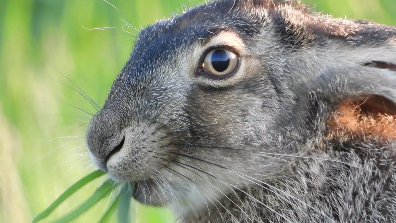 Hare eats grass with a good appetite смотреть онлайн