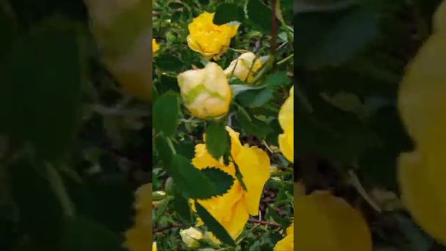 Я стала понимать,что главное в жизни --- это ЖИЗНЬ.Твоя,моя, их... всё вокруг хорошее ---это жизнь! смотреть онлайн