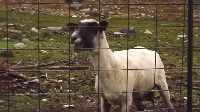 Дагестанский баран смотреть онлайн