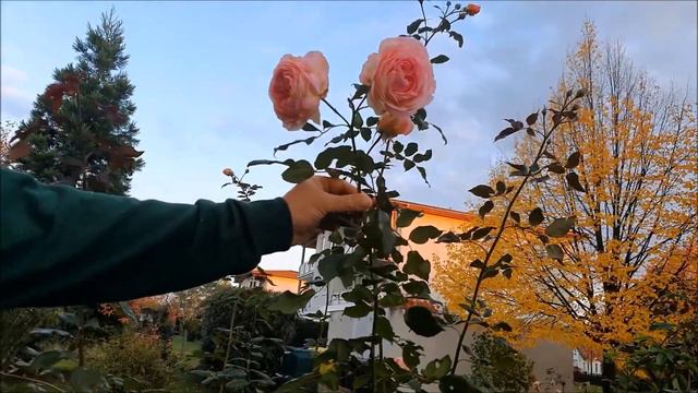 Unsere schönen David Austin Rosen - A Shropshire Lad смотреть онлайн