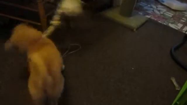 Stony loves the cats' rope toy смотреть онлайн