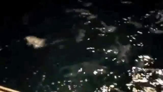 Great Barrier Reef, Australia смотреть онлайн