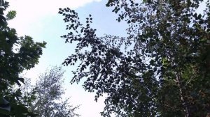 НОВОЛУНИЕ.Что можно  и что нельзя делать?