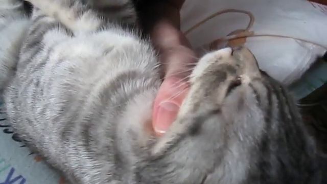 Слезятся глаза у кошки | Уход за глазами котенка смотреть онлайн