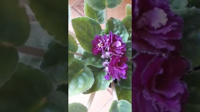 Обзор фиалки Ness' Cranberry Lace/Ness' Cranberry Lace Violet Review смотреть онлайн