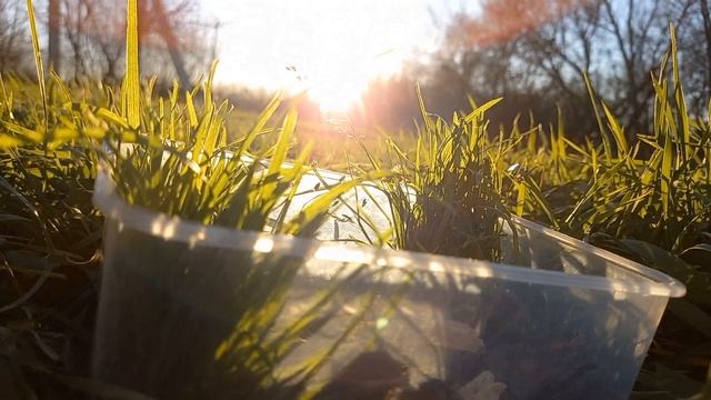 ИЗОПОДЫ ТЕПЕРЬ В ДОМИКЕ! смотреть онлайн