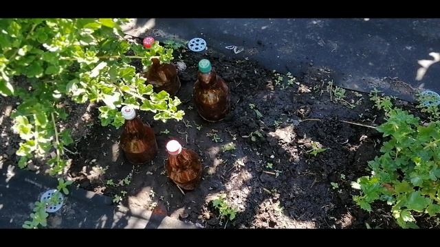 ???? ЯСКОЛКА ВОЙЛОЧНАЯ. КАК ЛЕГКО РАЗМНОЖИТЬ ЧЕРЕНКАМИ