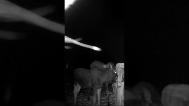 НУ ОООЧЕНЬ ЛЮБОПЫТНЫЙ ЛОСЬ!) смотреть онлайн