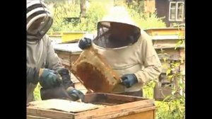 Правила содержания пчел