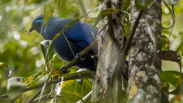 Голубая мадагаскарская кукушка (Coua caerulea) смотреть онлайн