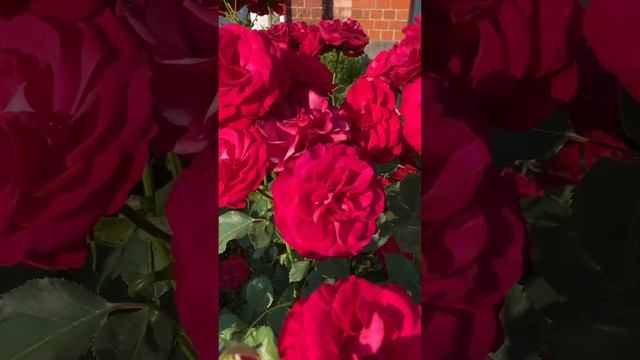 Rosa Wettra. Бархатная роза «Веттра». Алые розы. смотреть онлайн