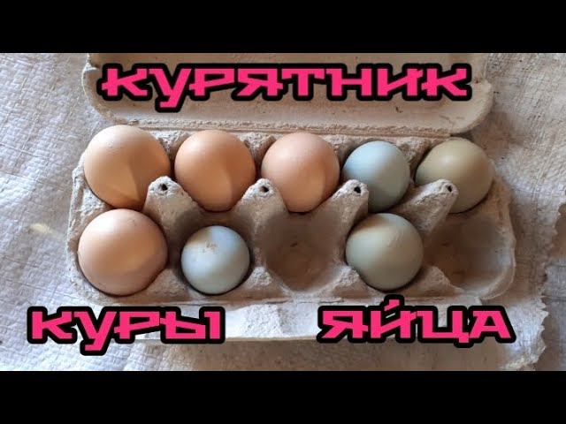 днём в курятнике. собираю яйца.... смотреть онлайн
