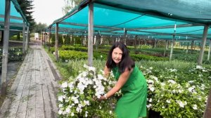 «Сбежавшая невеста».Обзор гортензии из питомника «Успех»