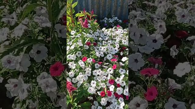 Петуния Тайдал Сильвер. Такого вы ещё не видели! смотреть онлайн