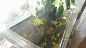 Мох кристмас и Бакопа Каролинская на камешке