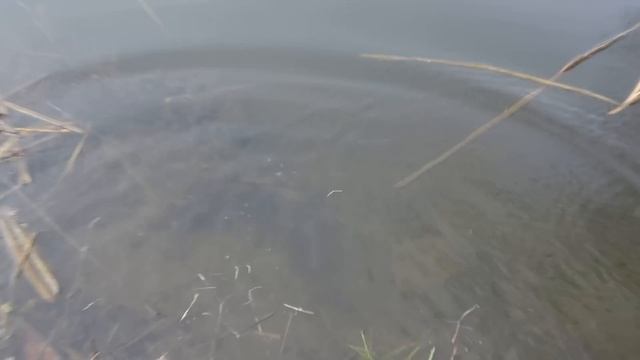 Рыбалка на ПОПЛАВОЧНУЮ УДОЧКУ 2023 на реке!!! Ловля голавля на ПОПЛАВОК и ТЕСТО маховой снастью смотреть онлайн