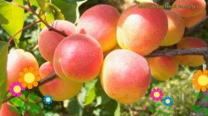 Абрикос обыкновенный Краснощекий. Краткий обзор, описание prunus armeniaca Krasnoshchekii