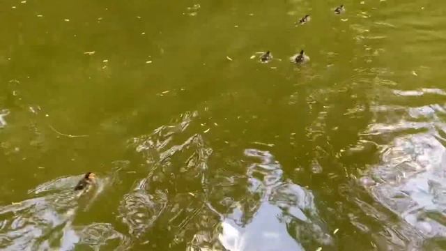 Утиный выводок в Нескучном саду смотреть онлайн
