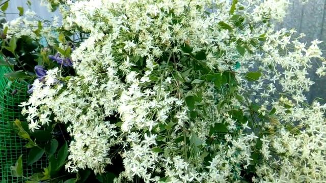 Клематис Белое облако. смотреть онлайн