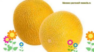 Дыня гибридная Колхозница. Краткий обзор, описание характеристик Kolhoznitca